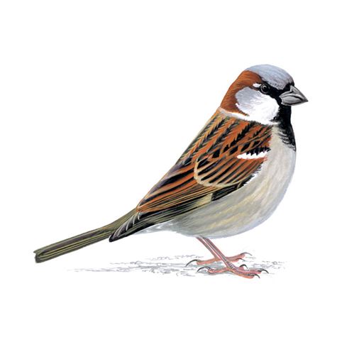 House sparrow logo