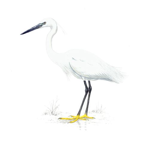 Little egret logo