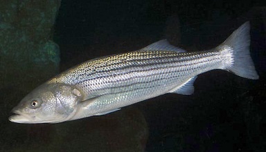 Striped bass fish