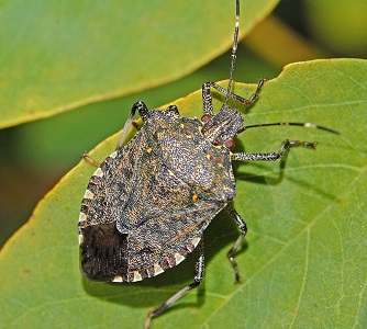 Brown marmorated stink bug | insect