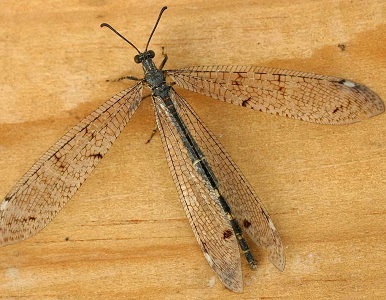 Antlion | insect