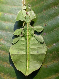 Leaf insects | insect