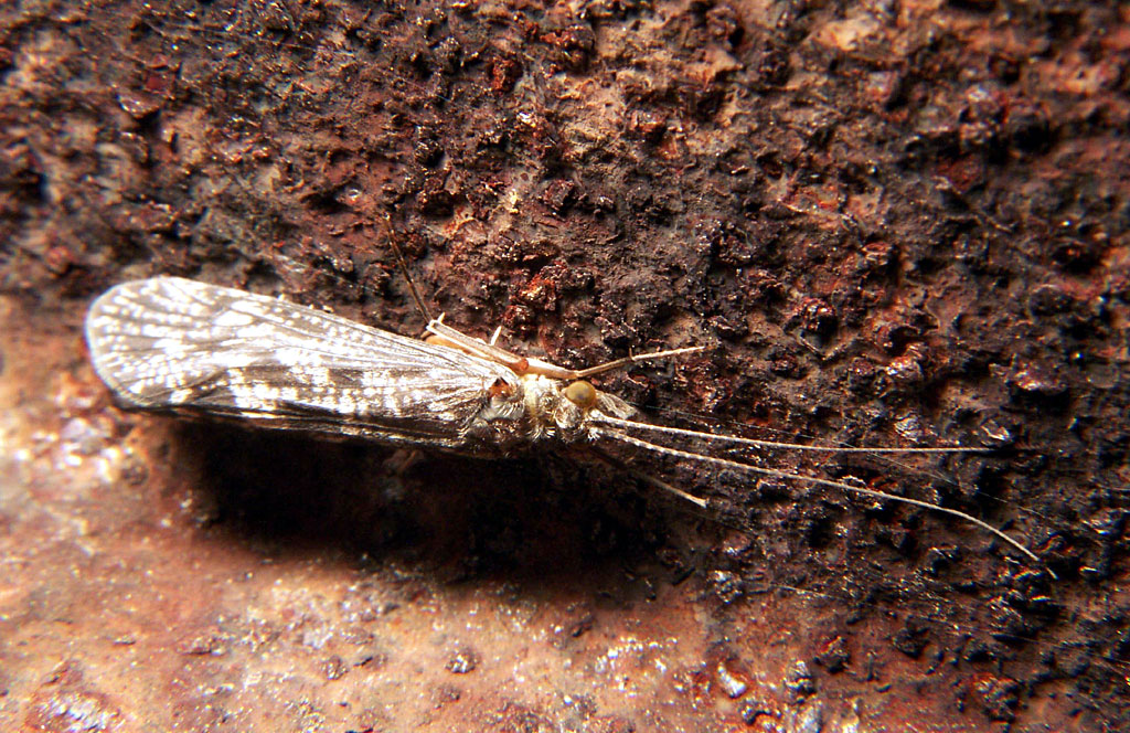 Caddisflies | insect