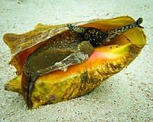 Queen Conch | sea animal