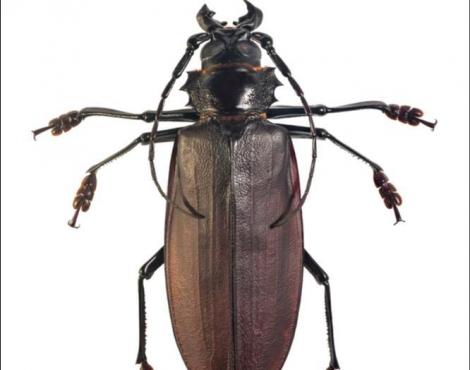 Beetle logo