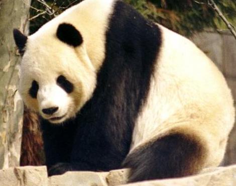 Giant Panda Bear logo