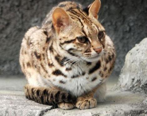 Leopard Cat logo