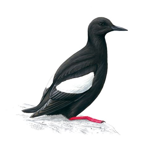 Black guillemot logo