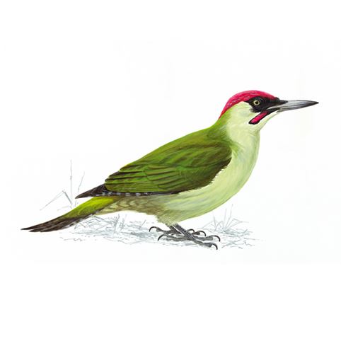 Green woodpecker logo