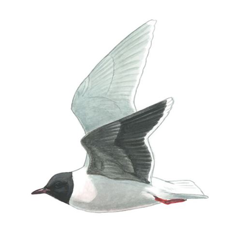 Little gull logo