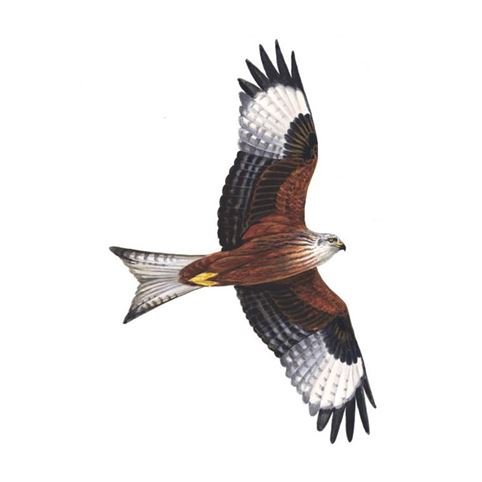 Red kite logo