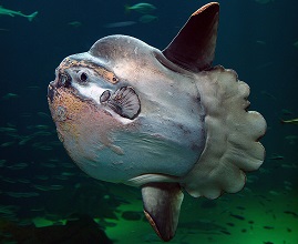 Ocean sunfish fish