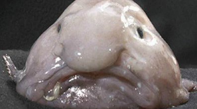 Blobfish fish