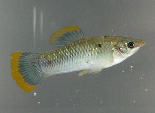 Common molly fish