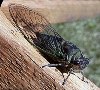 Cicadas | insect