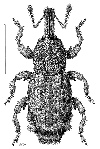True weevils | insect