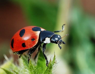 Ladybugs | insect