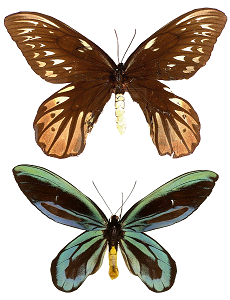 Queen Alexandra's birdwing | insect
