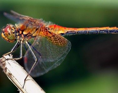 Dragonfly | insect