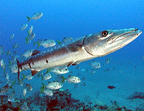 Barracuda | sea animal