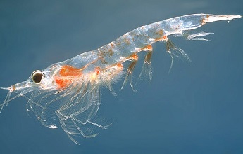 Krill | sea animal