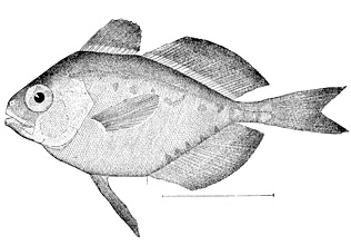 Driftfish | sea animal