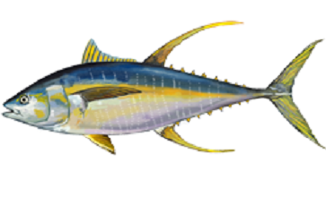 Yellowfin Tuna | sea animal