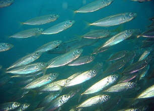 Mackerel | sea animal