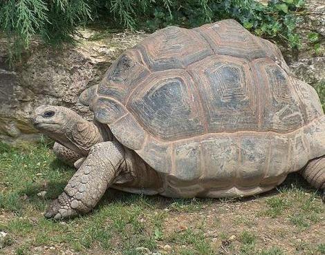 Aldabra Giant Tortoise logo