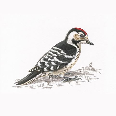 Lesser spotted woodpecker logo