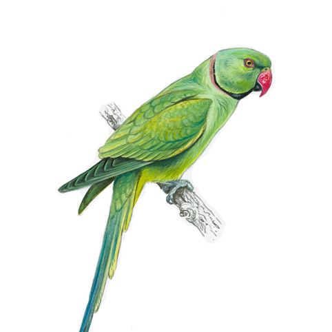Ring-necked parakeet logo